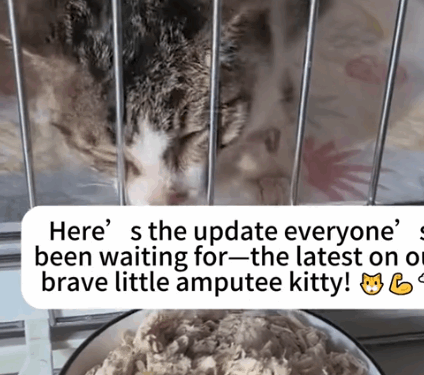 Part2.Animals Rescue #dogrescue #rescuedog #dogsofttiktok #foryoupage #foryou #dogs