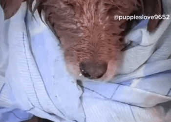 Stray Dog Rescued & Adopted_part2