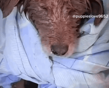 Stray Dog Rescued & Adopted_part2
