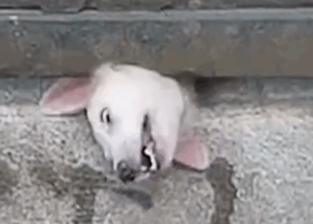 Part2.Animals Rescue #dogrescue #rescuedog #dogsofttiktok #foryoupage #foryou #dogs