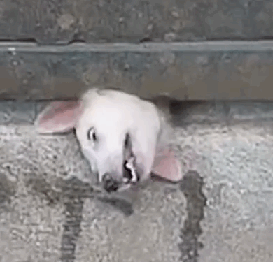 Part2.Animals Rescue #dogrescue #rescuedog #dogsofttiktok #foryoupage #foryou #dogs