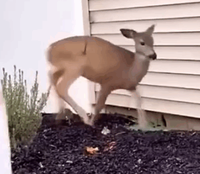 A deer in distress came to my house for help, I helped it_part2