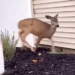 A deer in distress came to my house for help, I helped it_part2