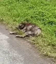 part2.Animals Rescue #dogrescue #rescuedog #dogsofttiktok #foryoupage #foryou #dogs