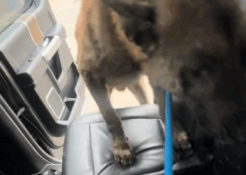 Part2 .Animals Rescue #dogrescue #rescuedog #dogsofttiktok #foryoupage #foryou #dogs