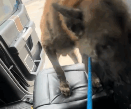 Part2 .Animals Rescue #dogrescue #rescuedog #dogsofttiktok #foryoupage #foryou #dogs