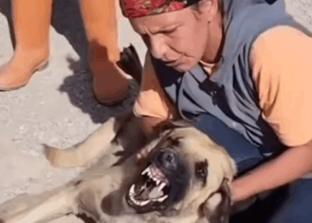 Animal rescue#dogrescue_