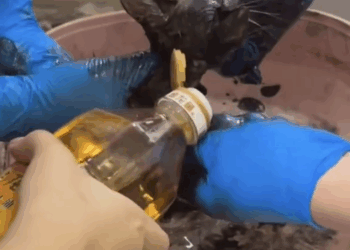 Part2 .Animals Rescue #dogrescue #rescuedog #dogsofttiktok #foryoupage #foryou #dogs