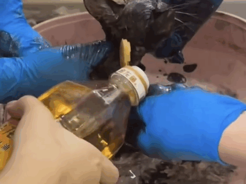 Part2 .Animals Rescue #dogrescue #rescuedog #dogsofttiktok #foryoupage #foryou #dogs