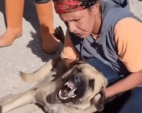 Animal rescue#dogrescue_