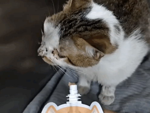 Part2 .Animals Rescue #dogrescue #rescuedog #dogsofttiktok #foryoupage #foryou #dogs