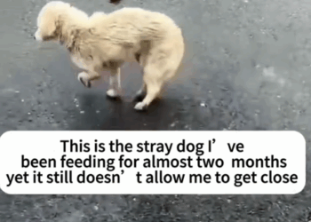 part2.Animals Rescue #dogrescue #rescuedog #dogsofttiktok #foryoupage #foryou #dogs