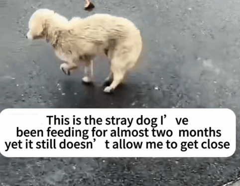 part2.Animals Rescue #dogrescue #rescuedog #dogsofttiktok #foryoupage #foryou #dogs