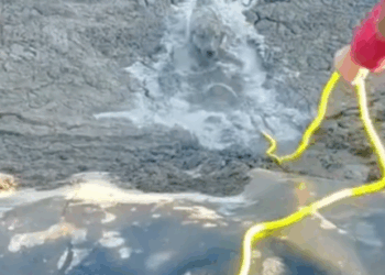 Part2.Animals Rescue #dogrescue #rescuedog #dogsofttiktok #foryoupage #foryou #dogs