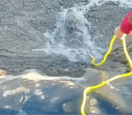 Part2.Animals Rescue #dogrescue #rescuedog #dogsofttiktok #foryoupage #foryou #dogs