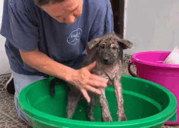 1Adopt a rescue❤️‍🩹. Save a life We rescued Nunu as a little six weeks old puppy from a rubbish pile back in March_part1