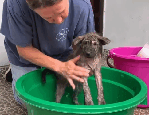 1Adopt a rescue❤️‍🩹. Save a life We rescued Nunu as a little six weeks old puppy from a rubbish pile back in March_part1