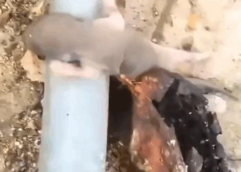 Part2.#rescue #animal #animalsoftiktok #squirrel #animals_part1