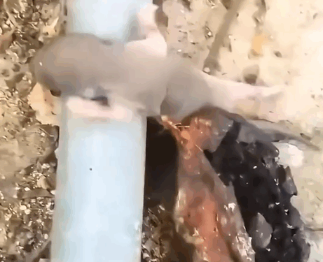 Part2.#rescue #animal #animalsoftiktok #squirrel #animals_part1