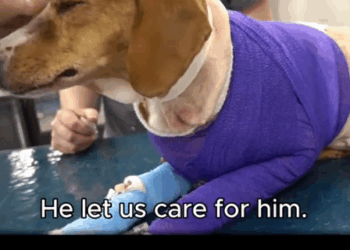 part2:Animals Rescue #dogrescue #rescuedog #dogsofttiktok #foryoupage #foryou #dogs