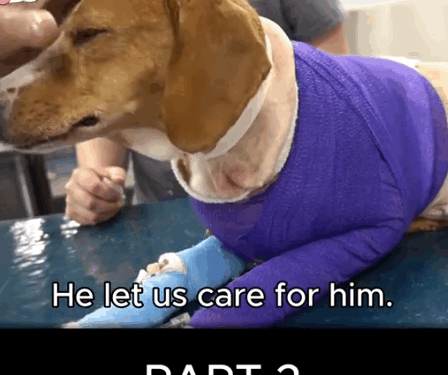 part2:Animals Rescue #dogrescue #rescuedog #dogsofttiktok #foryoupage #foryou #dogs