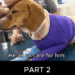 part2:Animals Rescue #dogrescue #rescuedog #dogsofttiktok #foryoupage #foryou #dogs