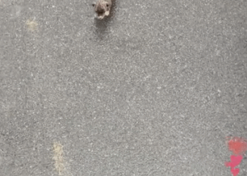 After a heavy rain, a stray dog came to me for help. She wanted a home_part2