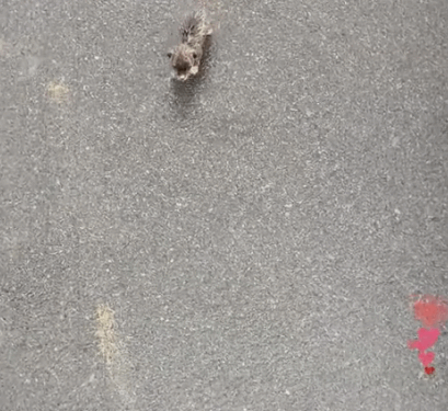 After a heavy rain, a stray dog came to me for help. She wanted a home_part2