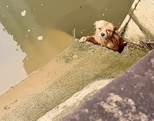 Part2. Animals Rescue #dogrescue #rescuedog #dogsofttiktok #foryoupage #foryou #dogs