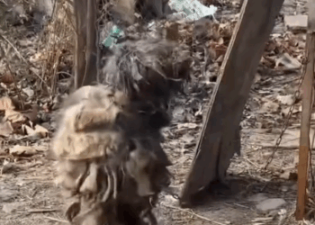 Rescue to radiance watch his unbelievable glow-up_part2