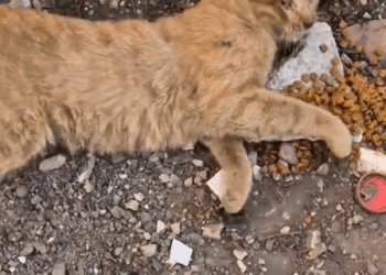 I found him tossed under a fire truck💔_part2