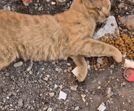 I found him tossed under a fire truck💔_part2