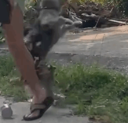 From scared and matted to clean and loved ❤️🐶 Shaggy’s journey from the streets to safety is nothing sho_part2