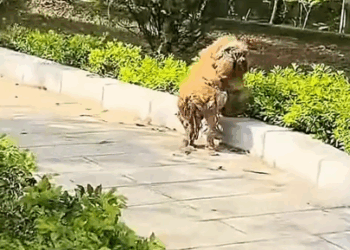 incredible transformation of this dog rescued before and after_part2