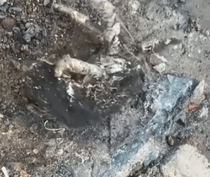 Part2.Animals Rescue #dogrescue #rescuedog #dogsofttiktok #foryoupage #foryou #dogs