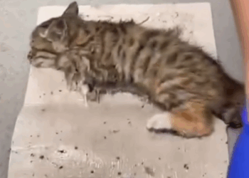 I rescued a little kitten_part2