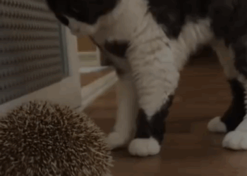 Part2 .Animals Rescue #dogrescue #rescuedog #dogsofttiktok #foryoupage #foryou #dogs