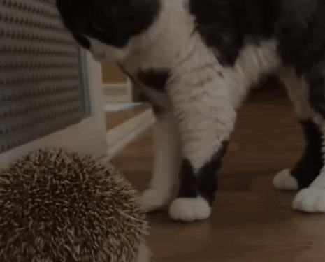 Part2 .Animals Rescue #dogrescue #rescuedog #dogsofttiktok #foryoupage #foryou #dogs