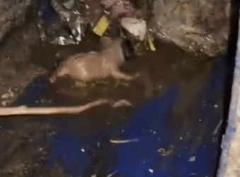 I picked up two stray dog cubs in the trash can and saved them._part2