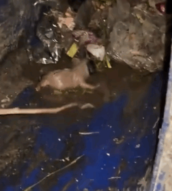 I picked up two stray dog cubs in the trash can and saved them._part2