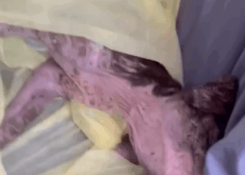 Part2.Animals Rescue #dogrescue #rescuedog #dogsofttiktok #foryoupage #foryou #dogs