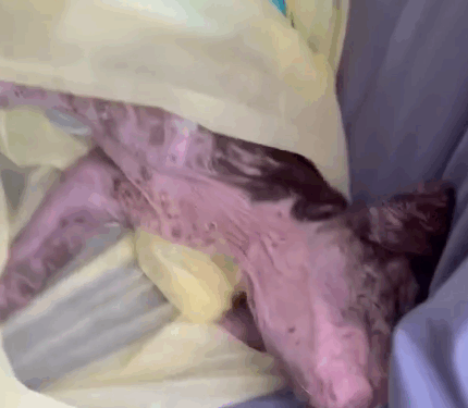 Part2.Animals Rescue #dogrescue #rescuedog #dogsofttiktok #foryoupage #foryou #dogs