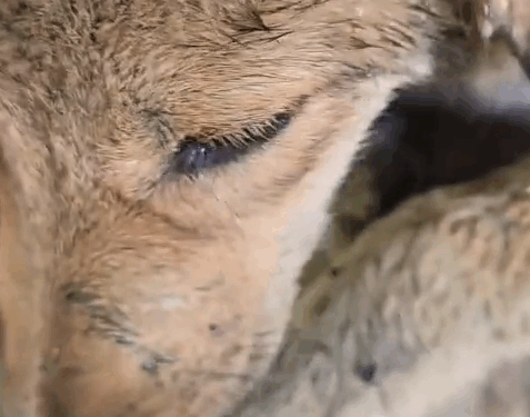 I found this puppy here by chance. The puppy was howling from a distance, asking for help. When I went to where_part2