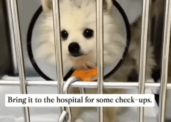 Part2 .Animals Rescue #dogrescue #rescuedog #dogsofttiktok #foryoupage #foryou #dogs