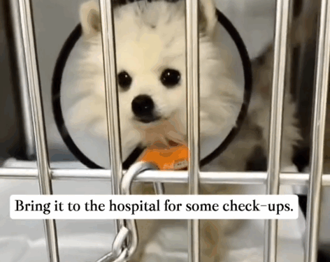 Part2 .Animals Rescue #dogrescue #rescuedog #dogsofttiktok #foryoupage #foryou #dogs