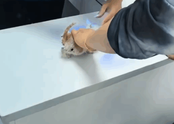 Part2 .Animals Rescue #dogrescue #rescuedog #dogsofttiktok #foryoupage #foryou #dogs