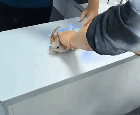 Part2 .Animals Rescue #dogrescue #rescuedog #dogsofttiktok #foryoupage #foryou #dogs