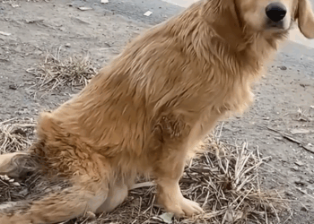 part2.Animals Rescue #dogrescue #rescuedog #dogsofttiktok #foryoupage #foryou #dogs