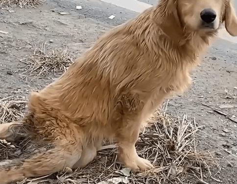 part2.Animals Rescue #dogrescue #rescuedog #dogsofttiktok #foryoupage #foryou #dogs