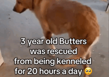 10✨ Butters’ story still amazes us every day. He went from spending 20 hours a day in a kennel to finally being_part1